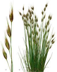 Image result for Tristachya