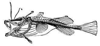 Use them to create a unit that fits your curriculum and the diverse learning styles of your students. Angler Fish Clipart Etc