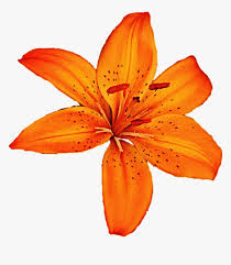 Maybe you would like to learn more about one of these? Clip Art Orange Tiger Lily Orange Lily Clipart Hd Png Download Kindpng