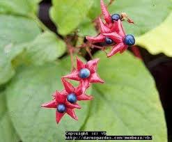 Image result for Clerodendrum melanocrater