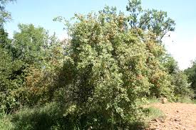 Image result for Diospyros lycioides