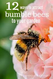 Lavenders can repel any other insects nearby except for a bee. 12 Ways To Attract Bumble Bees To Your Garden The Homespun Hydrangea