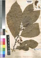 Image result for Dasylepis eggelingii