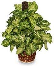 Job interview questions and sample answers list, tips, guide and advice. About Us Fortuna Florist Yuma Az