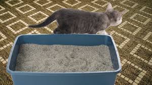 Pet Odors- Litter box