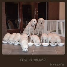 If you are looking for a wonderful, loving puppy to add to your family this english cream golden retriever is sure to please! Pin By Michelle Pagliarulo On Golden Retrievers Retriever Puppy Retriever Golden Retriever