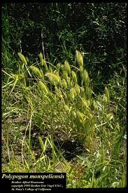 Image result for Polypogon