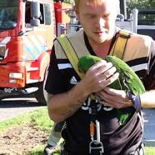 De wijk vormt samen met de oranjewijk de nieuwe entree van het vissersdorp. Video Urker Brandweer Haalt Papegaai Met Hoogwerker Uit Boom Nieuws Urk Oozo Nl