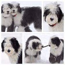Sheepadoodle Puppies Sheepadoodles Sheepadoodle Puppy Sheepadoodle Schnoodle Puppy