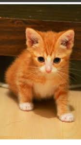 My Baby Girl Miss Addie Mae 3 My Baby Girl Baby Girl Animals