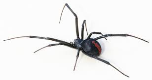 Redback spider tattoo on ribs. Redback Spider Wikipedia