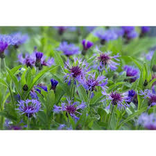 Centauree Bleuet Des Montagnes Herbacees A Fleurs Comestibles Herbacees Cultiver L Abondance Plantes V Fleurs Comestibles Vivaces Plantes Comestibles