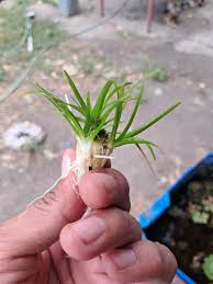 Image result for Nesaea pedroi