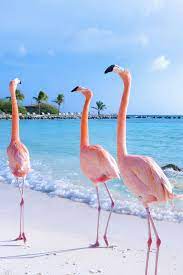 This Beach In Aruba Is Covered With Flamingos Beach Art Photography Flamingo Pictures Photography Prints Art