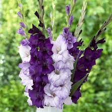 Pin On Flowers Gladiolus