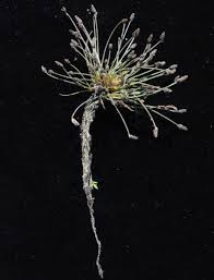 Image result for Eleocharis atropurpurea