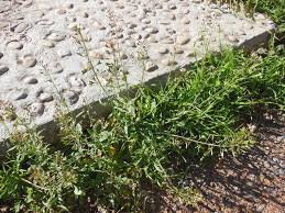 Las flores, pequeñas y blancas, se dan en racimos. Naturconsejos Bolsa De Pastor Capsella Bursa Pastoris