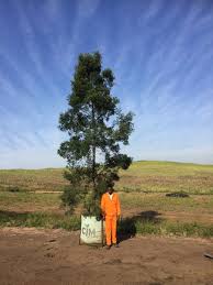 Image result for Afrocarpus falcatus