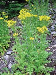 A soil test will give you the basics about ph and soil fertility. Washington State Noxious Weed Control Board