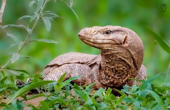 Bengal monitor lizard at the estate