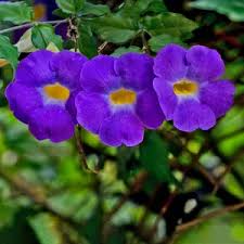 Image result for Thunbergia graminifolia