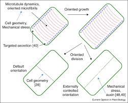 As the walls yield to turgor pressure, the larger cell volume is occupied through a combination of increased macromolecular synthesis and enlargement of vacuoles (figure 1)  8 . Coordination Of Plant Cell Growth And Division Collective Control Or Mutual Agreement Sciencedirect
