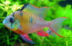 Dann sollte aber auch das aquarium eine entsprechende größe aufweisen. Bolivianischer Schmetterlingsbuntbarsch Aquarium Fische Exotische Fische Tropische Fische
