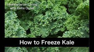 Maybe you would like to learn more about one of these? How To Pick And Freeze Kale A Full Guide With Nutrition Info Health Benefits Tutorial Youtube