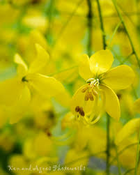 Image result for Cassia agnes