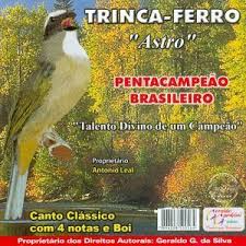 Canto De Trinca Ferro No Mato Pin On Mato Grosso