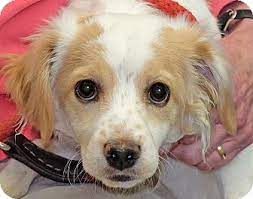 10 questions to ask before adopting a pet, according to an animal adoption manager. Spokane Wa Cavalier King Charles Spaniel Meet Daffy A Pet For Adoption