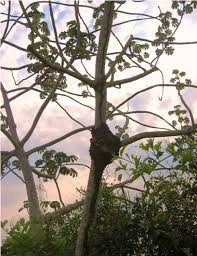 Image result for Cecropia pachystachya