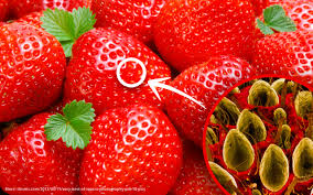 You should now be able to observe the strawberry dna under the microscope. The Very Best Of Macro Photography Pt 6 10 Pics I Like To Waste My Time