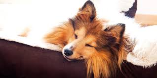 Pet craft supply calming dog bed. 15 Best Calming Dog Beds Reviews How They Work Benefits Faq