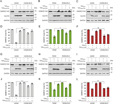 Tan peng sam & co reviews. Role Of Intracellular Distribution Of Feline And Bovine Samhd1 Proteins In Lentiviral Restriction Springerlink