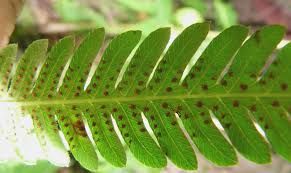 Image result for Christella gueinziana