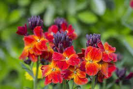 From the traditional pampas grass to the delicate and wispy stipa, mix them with flowers such as anemone and phlox for an effortless look. Plants For Sunny And Dry Borders Plants For A Purpose Thompson Morgan