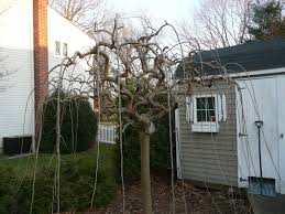 Tree pollarding pollard definition pollards trunk peplers preservation orders winks blinks 2008 forestry hornbeam wood rye. Mulberry Trimming Learn When And How To Prune A Mulberry Tree Dummer Garden Manage Gfingerã¯æœ€ã‚‚ãƒ—ãƒ­ãƒ•ã‚§ãƒƒã‚·ãƒ§ãƒŠãƒ«ãªã‚¬ãƒ¼ãƒ‡ãƒ‹ãƒ³ã‚°appã§ã™