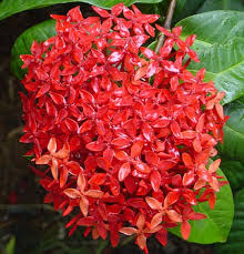 Image result for Ixora aneimodesma