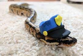 Officer Noodles Reporting For Cuteness Patrol Cute Baby Ball Python In A Hat His Name Is Boop Noodle Or Noodle Snakes With Hats Baby Ball Python Baby Snakes