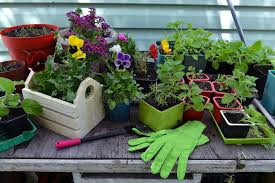 Grafisch eher schlicht gehalten bergen die level aber eine. Blutensprossen Von Petunia Und Panik Mit Handschuhen Und Arbeitsgeraten Auf Gartentisch Im Freien Stockbild Bild Von Haupt Lebensstil 167453991