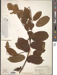 Image result for Combretum falcatum