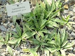 Image result for Sansevieria dooneri