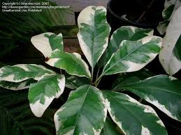 Image result for Pisonia