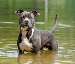 The staffordshire bull terrier hails from the bulldog and the british terrier. American Staffordshire Terrier Temperament Weight Facts Britannica