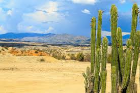 There are no desert cacti native to the light unlike the jungle cacti, desert cacti typically prefer a lot more light. How Does A Cactus Survive In The Desert Without Water Cactuscare
