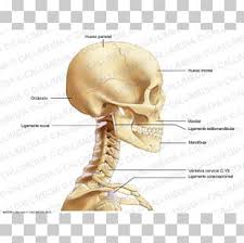 Navigate through the head and neck by the by type of body part you are looking for. Shoulder And Neck Png Images Shoulder And Neck Clipart Free Download