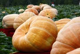 Measures about 10 inches in diameter and 12 inches tall. Identifying And Choosing The Best Types Of Pumpkins