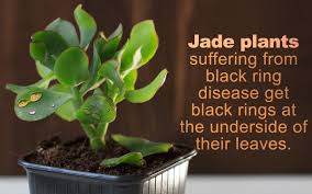 Many people worry that their jade plant will never be the same after it has started looking bare and unhappy. Jade Plant Disease Gardenerdy
