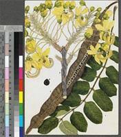 Image result for Cassia abbreviata